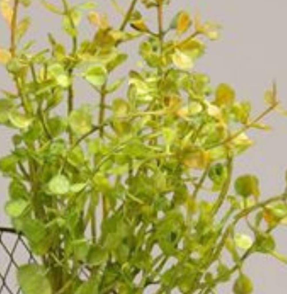 Baby Grass Peppergrass Candle Rings / 10 Inch